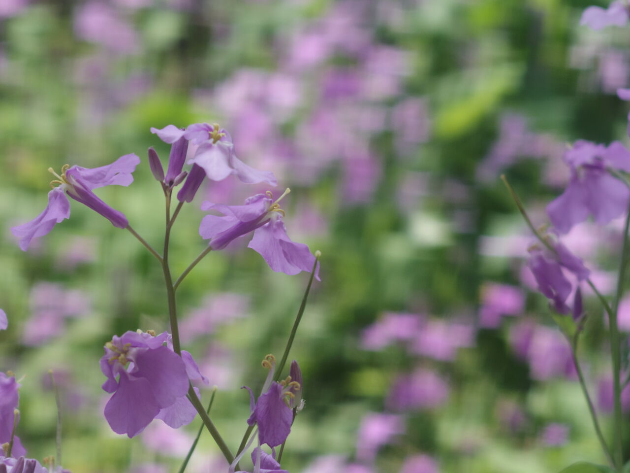 カメラ河童のシネレンズ図鑑14-CINE-YASHINON 38mm F1.4 D-(愛すべき