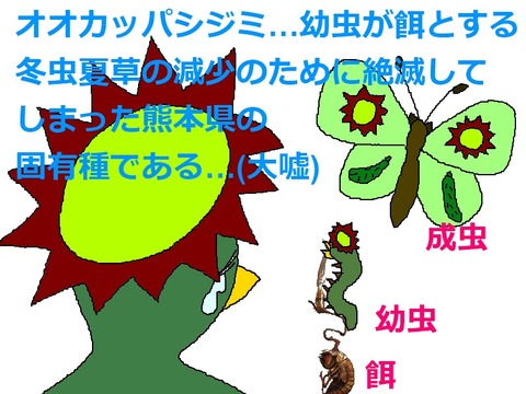 幻の蝶