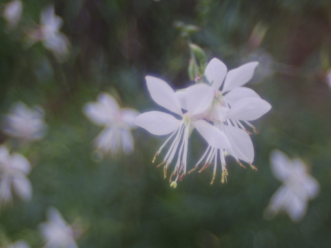 IMGP2761