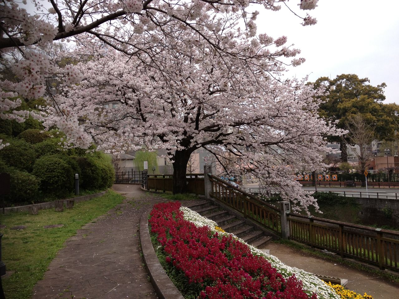 桜の木の下で2 春芝や兵どもが夢の跡 河童日本紀行142 ニヤッとする話 桜の木の下で2 春芝や兵どもが夢の跡 河童日本紀行142 ニヤッとする話