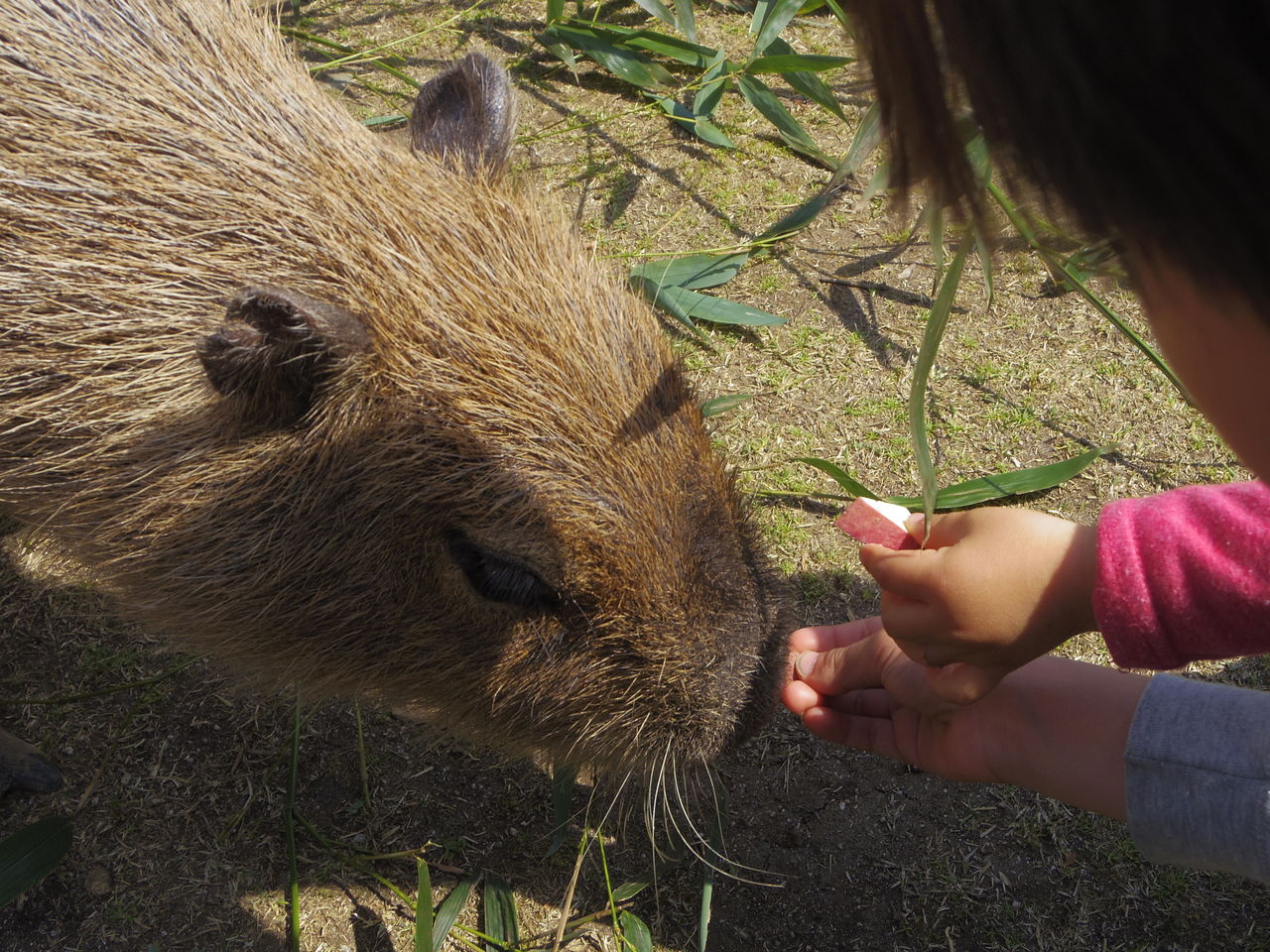 阿蘇ファームランドで動物たちに会う1 カピバラは人格者 Sea豚動物記67 ニヤッとする話 阿蘇ファームランドで動物たちに会う1 カピバラは人格者 Sea豚動物記67 ニヤッとする話