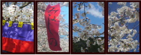 桜4枚揃い