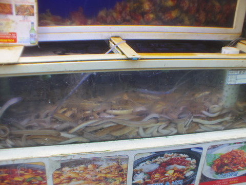 IMGP8101