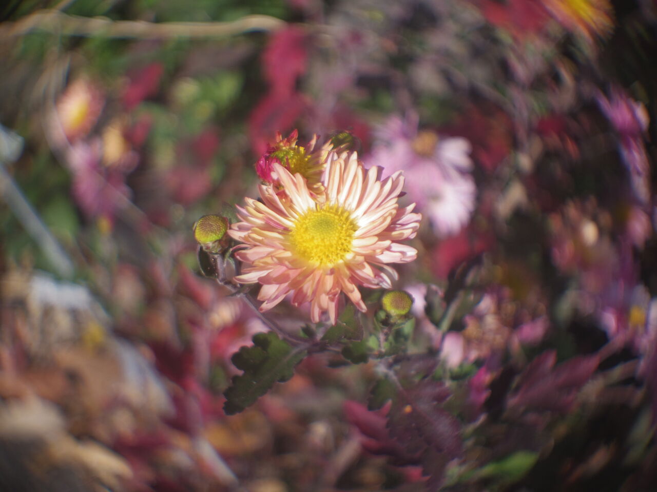 【返品保証】 ヤシカ Yashica YASHINON CINE 13mm F1.4 シネレンズ  s8746 返品保証】 ヤシカ Yashica YASHINON CINE 13mm F1.4 シネレンズ