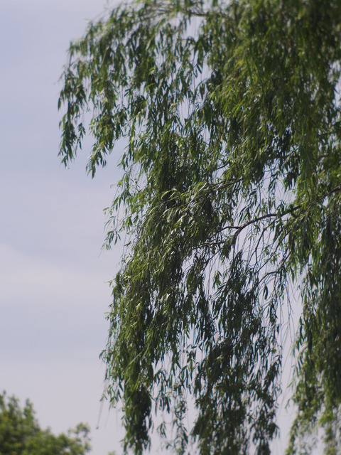IMGP2881