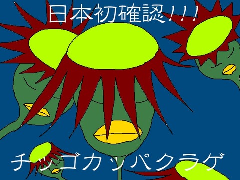 チッゴカッパクラゲ