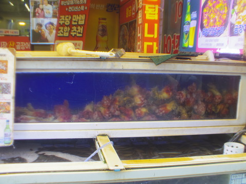IMGP8102