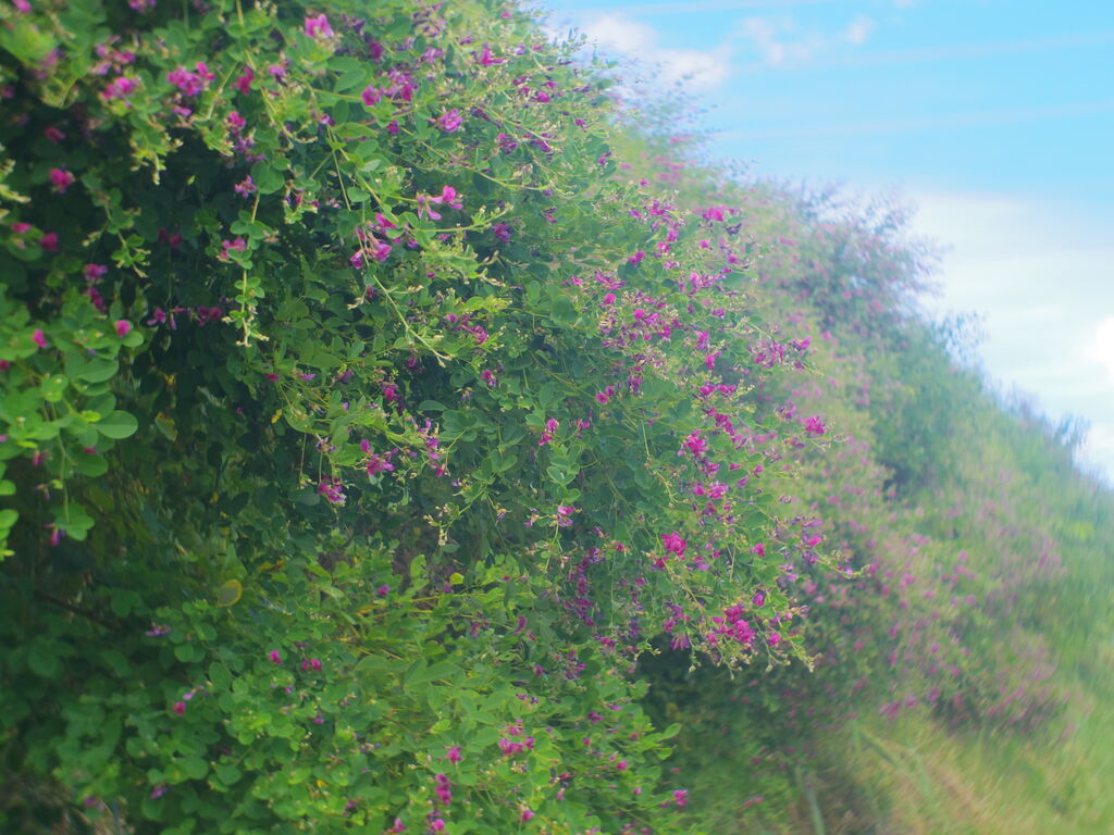 リアル写真で花札を作る26 現れたのは猪ではなく それでも生きてゆく私300 ニヤッとする話