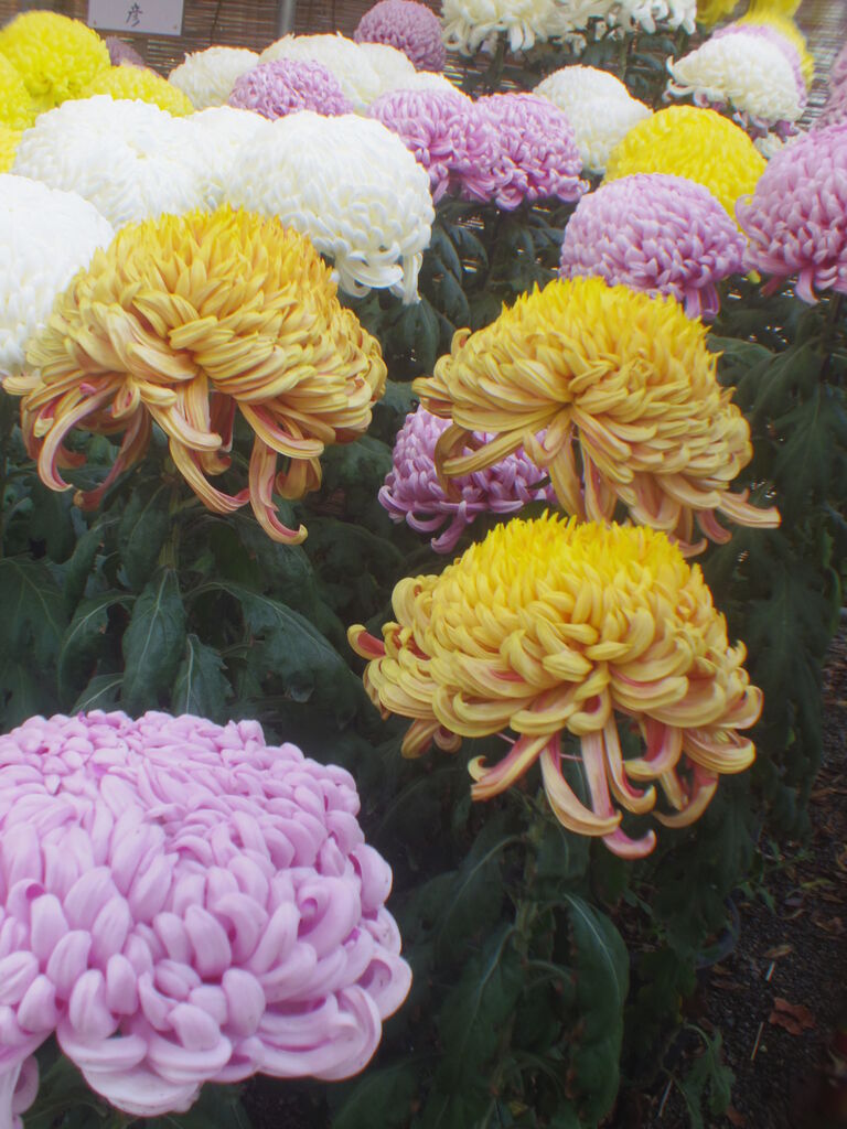 リアル写真で花札を作る38 自己紹介する勇気がなくて菊はスカ札のみ それでも生きてゆく私311 ニヤッとする話