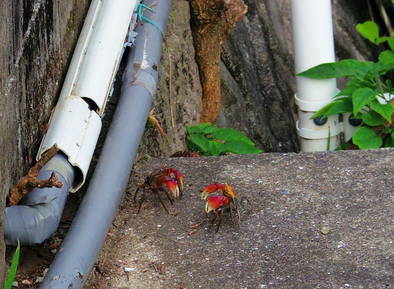 カニだらけの街 Sea豚動物記52 ニヤッとする話