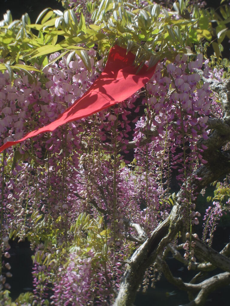 リアル写真で花札を作る12 赤短の作成は自分との闘い それでも生きてゆく286 ニヤッとする話