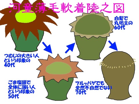 薄毛大作戦