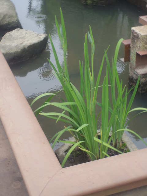 IMGP0703