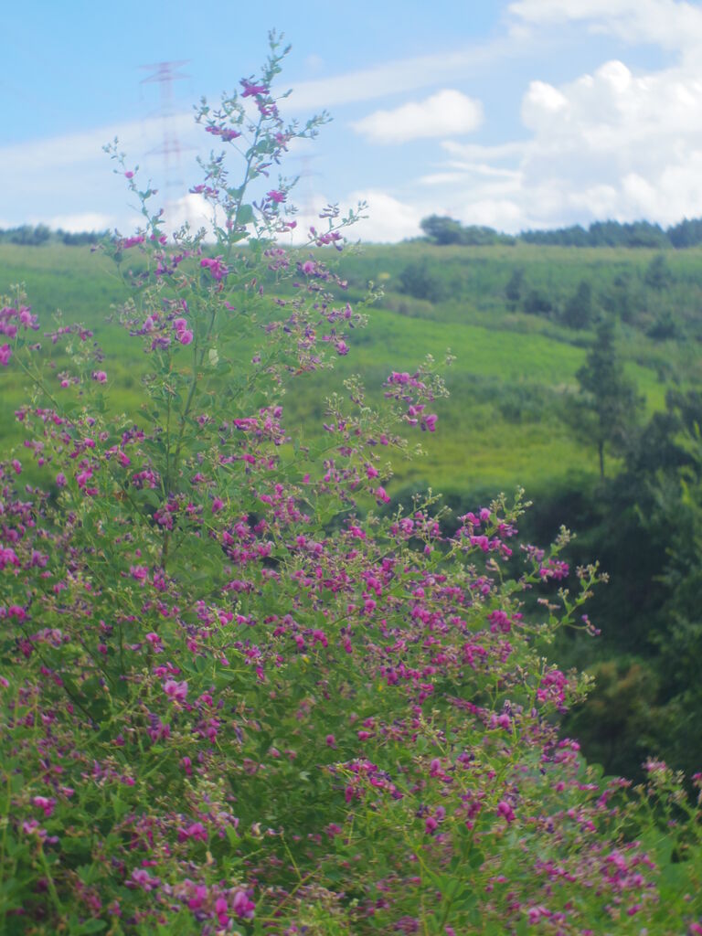 リアル写真で花札を作る26 現れたのは猪ではなく それでも生きてゆく私300 ニヤッとする話