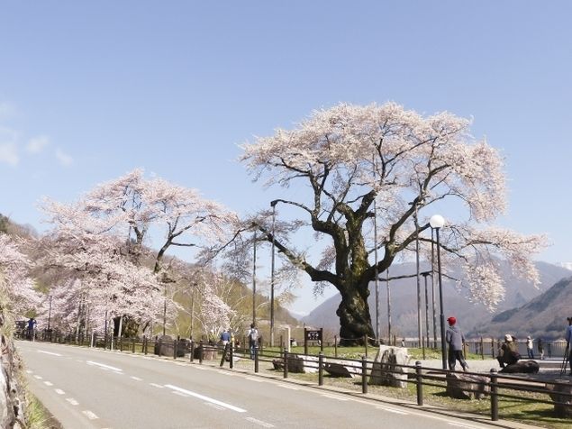 今年のさくら道の桜は 走る 旦那の マラソン道