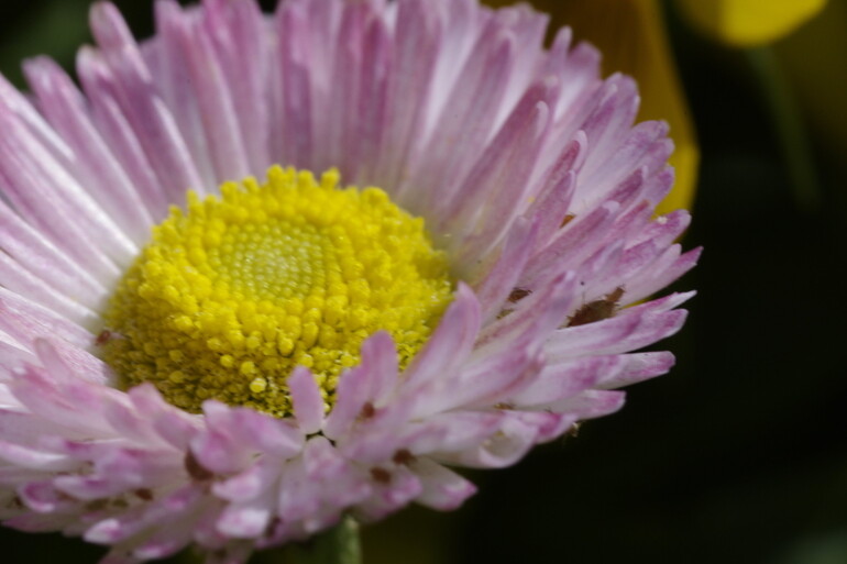 タム9で撮る花壇の花たち Pentax Heaven タム9で撮る花壇の花たち Pentax Heaven