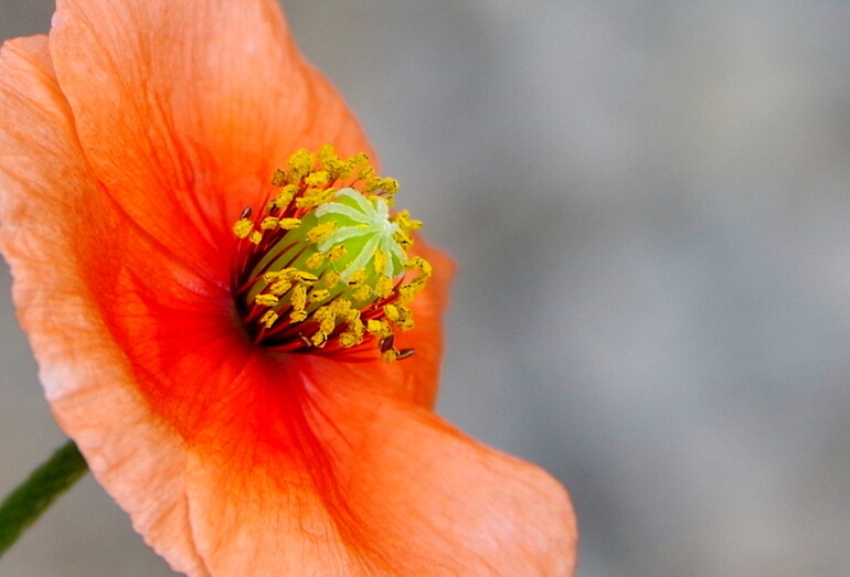庭に咲いたヒナゲシの花のちょっと不思議なお話 Pentax Heaven