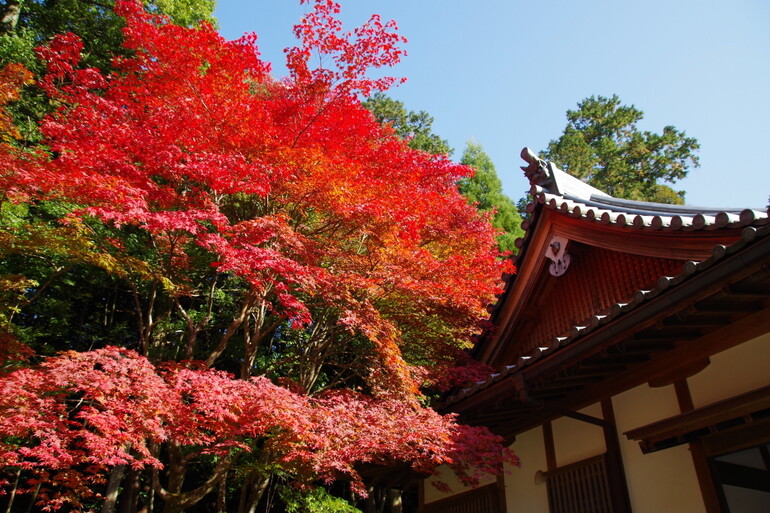 湖東三山紅葉めぐり18 ２ 西明寺 Pentax Heaven