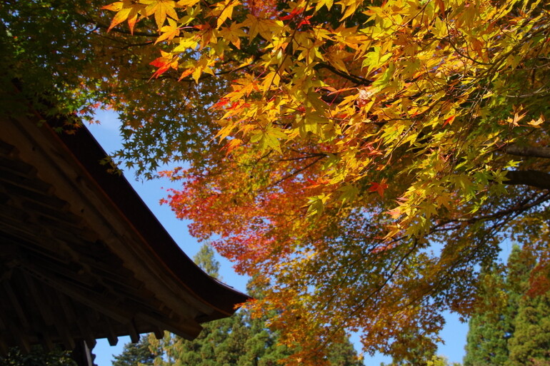 湖東三山紅葉めぐり18 ３ 百済寺 Pentax Heaven