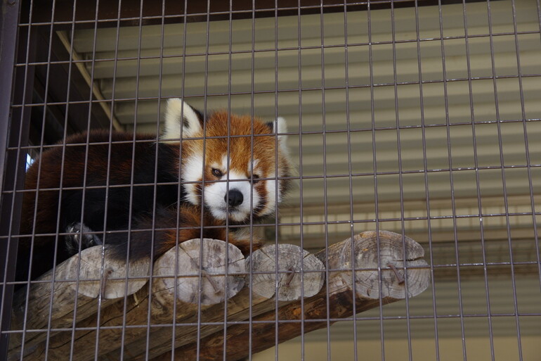 動物園での撮影 檻の柵が消える魔法 Pentax Heaven 動物園での撮影 檻の柵が消える魔法 Pentax Heaven
