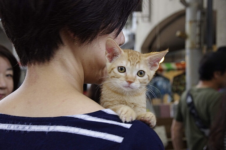 可愛い可愛い子猫ちゃん Pentax Heaven 可愛い可愛い子猫ちゃん Pentax Heaven
