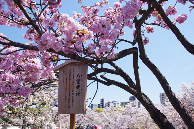 造幣局の桜の通り抜け【2019年】 : Pentax Heaven