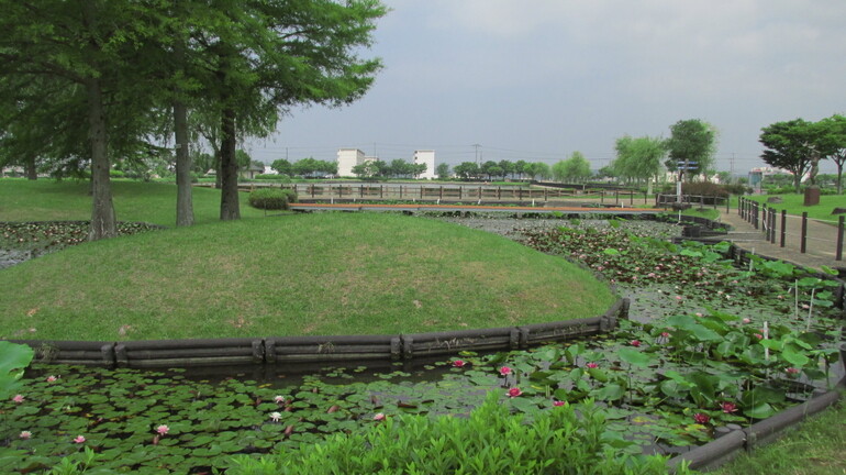 平池公園の蓮の花 : Pentax Heaven