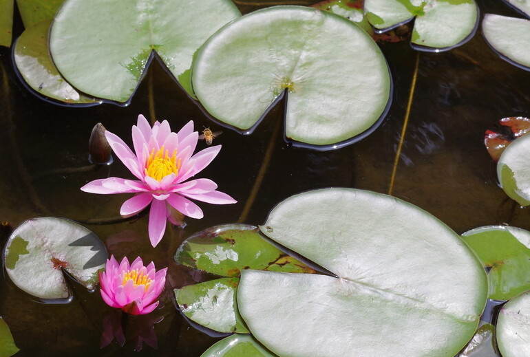平池公園の蓮の花 : Pentax Heaven