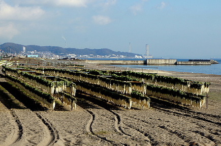 miuradaikon