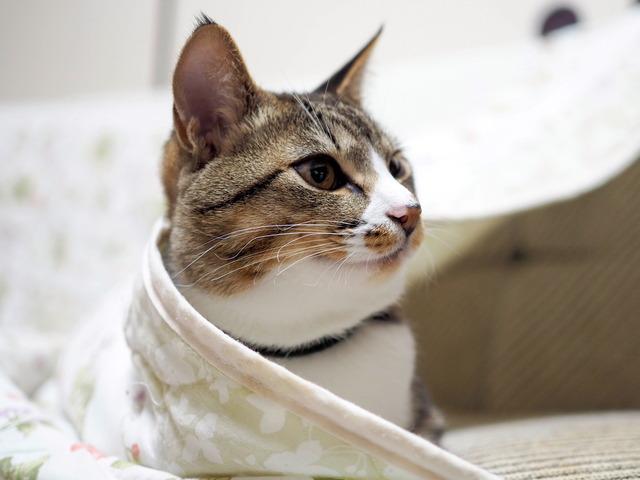 ���ͤ���10