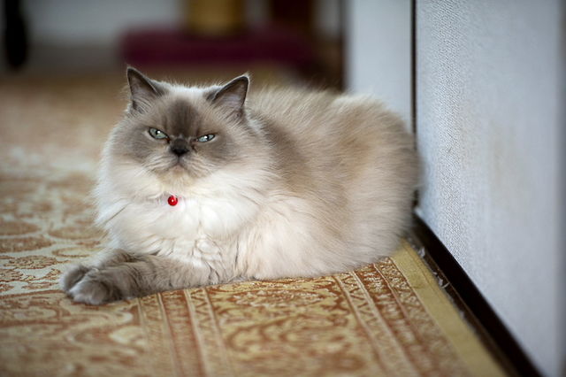 ��Ȥ����