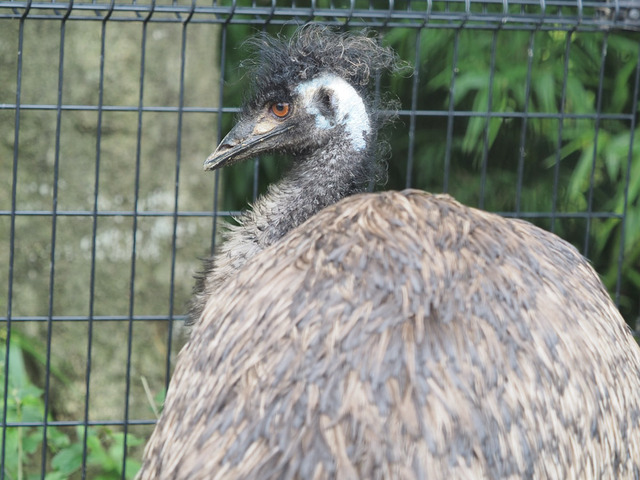 ���Ў���