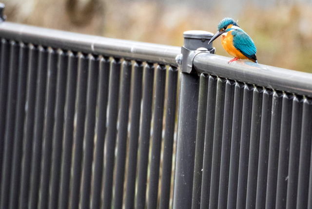 ���܎���15