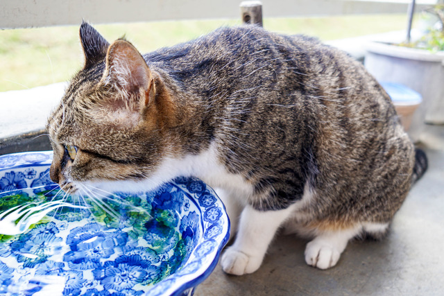 cats285