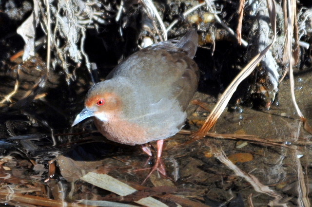 �ˎ�����1