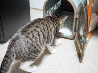 ���ͤ���8