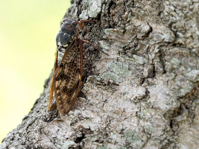 ���̎ގ׎��ގ�1