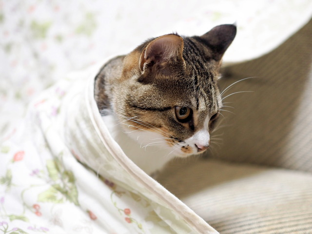 ���ͤ���6