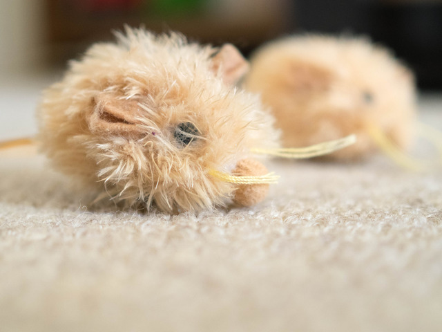 ���ͤ���5