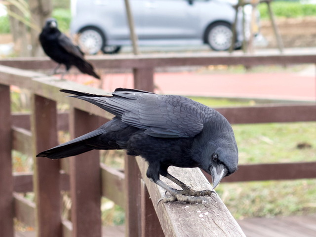 �ʎ��Ύގ����ގ׎�1