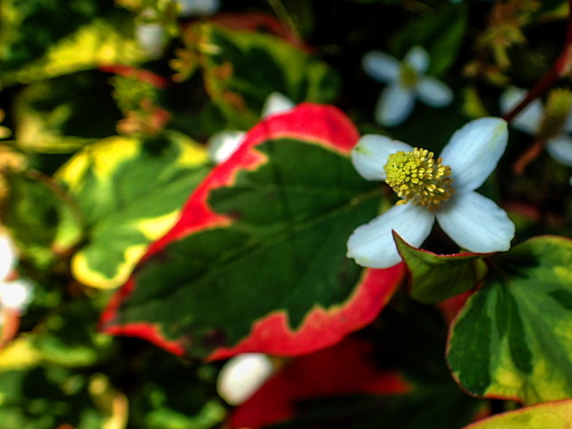 �Ďގ����ގ�