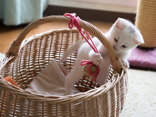 �ߥߤ����15