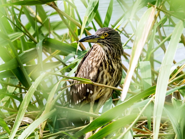 �Ύ����ގ�