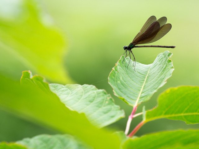 �ʎ��ގێĎݎΎ�