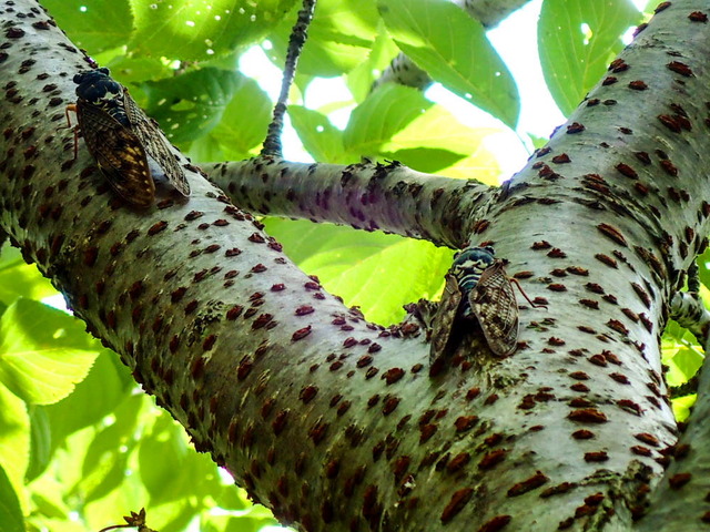 ���̎ގ׎��ގ�1