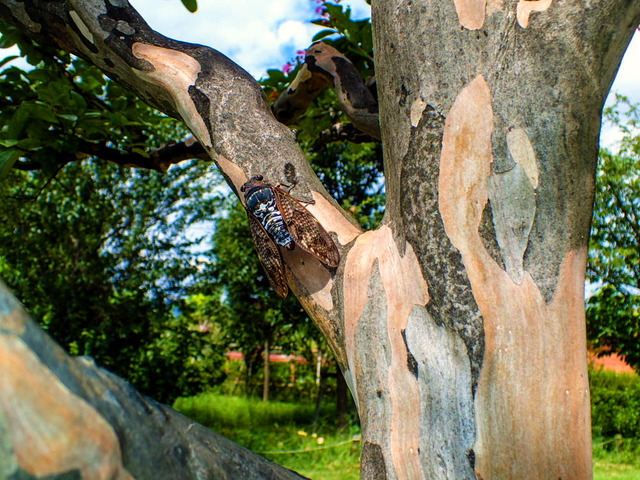 ���̎ގ׎��ގ�2