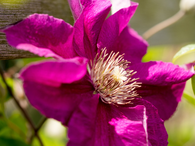 ���ڎώ���7