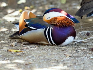 �����Ďގ�1