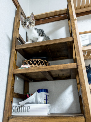 cats11