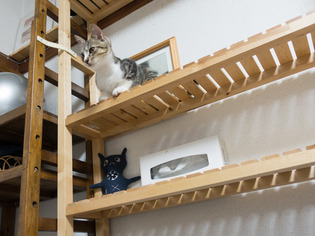 cats08